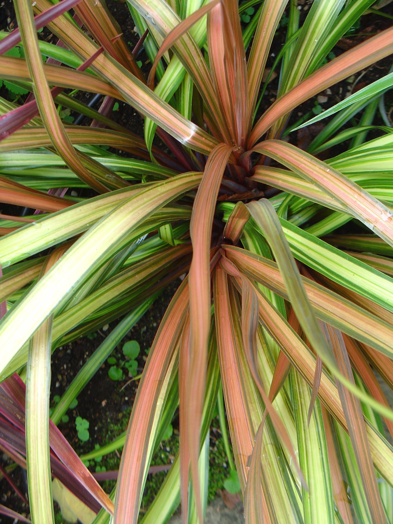 CORDYLINE Dance Cha Cha emerisa gardens